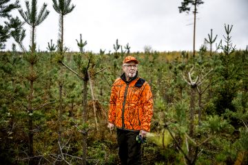 Erkki Lähde seisoo viime talvena syödyn männikön keskellä. Harvoin taimikko tuhoutuu samalla alueella kolmeen eri kertaan ja vielä niin, että hirvet syövät alueen hirvijahtipäällikön omistaman metsän.  (Kuvaaja: Seppo Samuli)