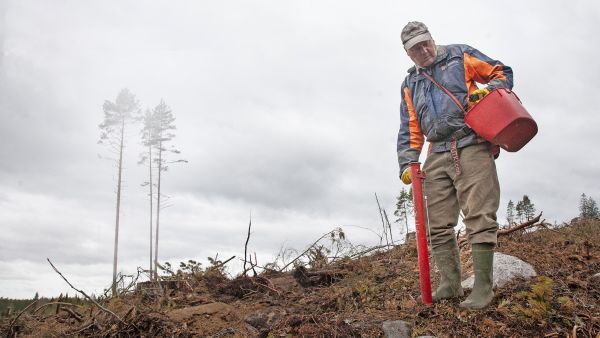 Neljä viidestä metsänviljelystä on viime vuosina tehty laadukkaasti. (Kuvaaja: MIkko Riikilä)
