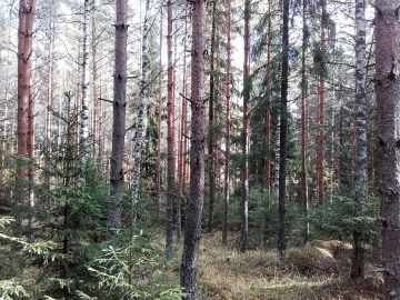 Itäisellä Uudellamaalla männikön tukkiosuudeksi oli myyntitiedoissa arvioitu 51 prosenttia, mutta Liljeroos arvioi sen puolet pienemmäksi. Kuva: Hannu Liljeroos.