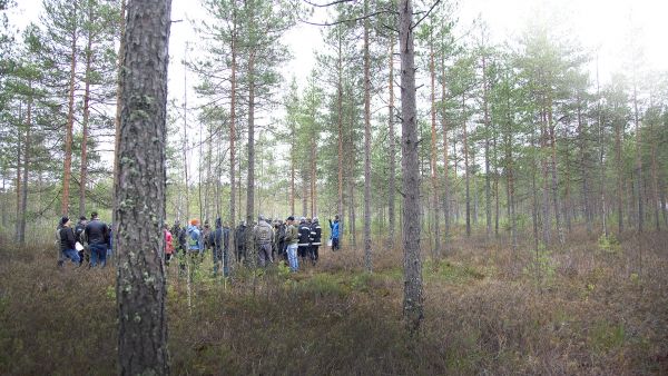 Pirkanmaalla on runsaasti turvemaita, jotka voisivat sopia jatkuvaan kasvatukseen. Metsänhoitoyhdistys pohti männikön keskellä, miten jatkuvan kasvatuksen hakkuusta saa tuottoa, maisema säilyy, mutta metsä uudistuu ja on monimuotoista. (Kuvaaja: Janne Ruotsalainen)