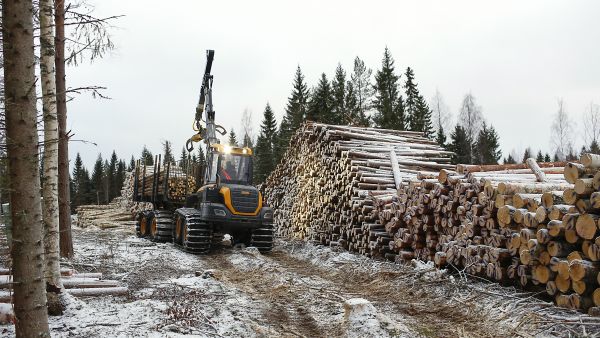 Tämänvuotinen hakkuumäärä on nousemassa 77 miljoonaan kuutioon, kun hallitusohjelman tavoite on 80 miljoonaa kuutiota. (Kuvaaja: Sami Karppinen)