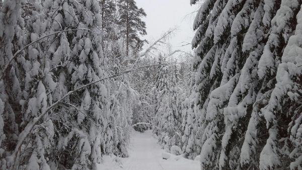Lumisuus haittaa maastoarviointeja ja siksi talvikuukaudet ovat tilakaupoissa perinteisesti hiljaisia. Vuosi on kuitenkin lähtenyt käyntiin isoilla kaupoilla instituutio-ostajien siivittämänä. Kuva: Hannu Liljeroos