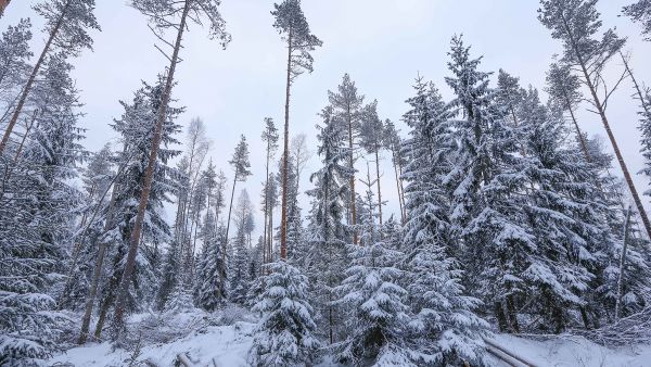 Vuosikymmeniä hoitamattomana viruneelta Kalajoella sijaitsevalta turvemaakohteelta poistettiin tänä talvena hakkuussa noin 130 kuutiota mäntyä ja koivua hehtaarilta. Kuusialikasvoksen elinvoimaiset latvat ennustavat kuusikon lähtevän hyvään kasvuun. (Kuvaaja: Sami Karppinen)