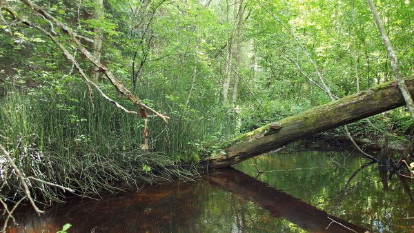 Luonnontilainen puro, jonka ympärillä on lehtoa, on metsälakikohde, jota on laajennettu ympäristökohteeksi. (Kuvaaja: Kimmo Syrjänen)