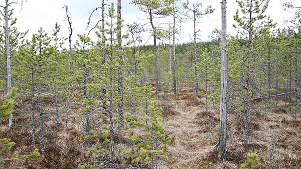 Puutuhka vaikuttaa sitä paremmin, mitä enemmän turpeessa on typpeä. (Kuvaaja: Matti Kärkkäinen)