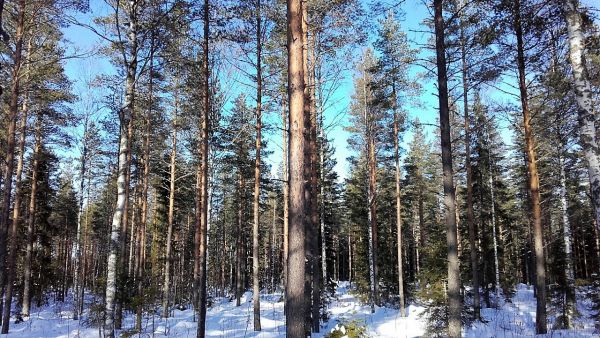Runsaasti arvokasvua sisältävät kasvatusmetsät kiinnostavat ostajia. Kuvan kohde sijaitsee Karvialla ja siitä tehtiin kauppa viime vuonna. Kuva: Hannu Liljeroos