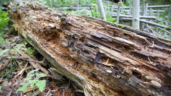 Reilu 20 vuotta sitten tehdyssä päätehakkuussa metsään unohtunut tukki tarjoaa otollisen elinympäristön lehtomaisen metsän lahottajaeliöstölle. (Kuvaaja: Mikko Riikilä)