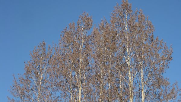 Haavan kukintaa Rovaniemellä huhtikuun lopulla (26.4.2019). (Kuvaaja: Risto Jalkanen)