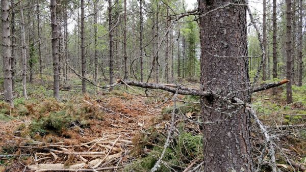 kontortamännikköä