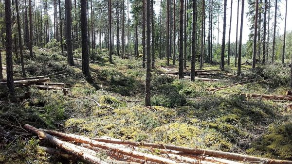 Myyntiesitteiden puustotiedot ovat yleensä oikeansuuntaisia, mutta kohtuuden rajat ylittäviä virheitäkin tapahtuu. Kuvan kuviolla Huittisissa piti olla puuta noin 200 kuutiota hehtaarilla, mutta todellisuudessa korjuun jälkeen noin 120 kuutiota. Kuva: Hannu Liljeroos