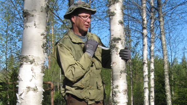 tuohen kiskontaa