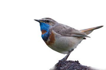 Uros sinirinta on kauneimpia lintujamme. Värikkään rintamuksen lisäksi se on erinomainen laulaja, lapinsatakieli. (Kuvaaja: Hannu Eskonen)