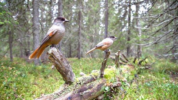 Kuukkeli on tottunut elämään vanhoissa metsissä, joissa sille on tarjolla luontaisia suojapaikkoja. (Kuvaaja: Benjam Pöntinen)