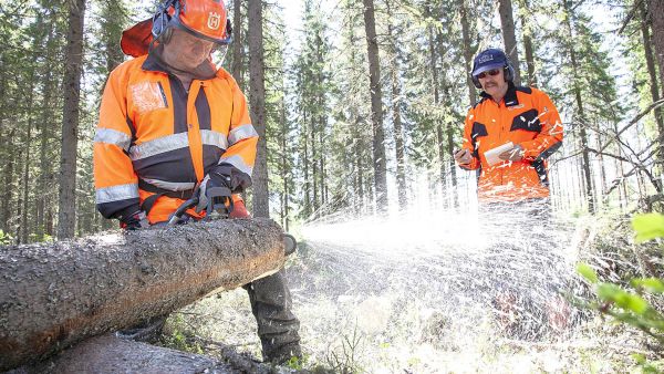 Kokeilussa viilaus paransi kesällä sekä Oregonin että Championin ketjun leikkuutehoa. (Kuvaaja: Mikko Riikilä)