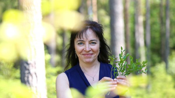 Arktiset Aromit ry:n toiminnanjohtaja Birgitta Partanen toivoo, että yhä useampi suomalainen oivaltaisi, miten antoisaa esimerkiksi marjojen kerääminen luonnossa on. Monien tuotteiden kerääjistä on pulaa. Marjojen kerääminen on liikunnannallinen harrastus, josta voi saada myös tuloa. (Kuvaaja: Sami Karppinen)