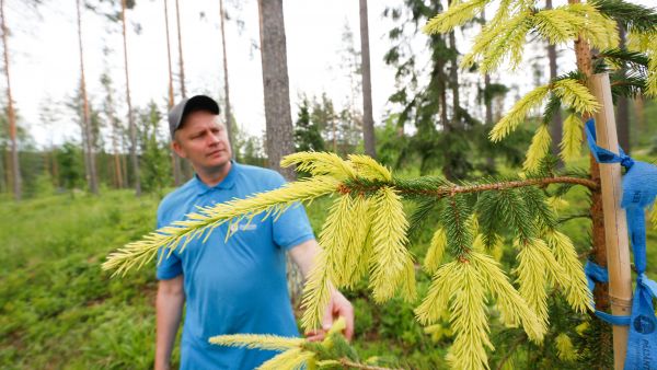 Puiden erikoismuotojen loisto on kauneimmillaan alkukesästä. Juhannuksen korvalla kultakuusen uusien versojen keltainen väri on alkanut jo muuttua vihreäksi. (Kuvaaja: Sami Karppinen)