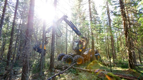 Alkuvuonna puukauppa on sujunut harvennushakkuupainotteisesti. Sahasuhdanne heikentyi, varastot täyttyivät ja osalla metsänomistajistakin on maha täynnä. Kesäkuussa harvennushakkuu oli käynnissä kuusivaltaisella kuviolla Leppävirralla Pohjois-Savossa. (Kuvaaja: Sami Karppinen)