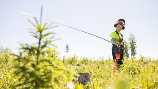 Varhaisperkaustaimikosta mitataan raivauksen jälkeen jäävien puiden lukumäärä. Tätä nelivuotiasta kuusentaimikkoa metsuri Samuel Lautiainen ehti varhaisperata keskimäärin hehtaarin alan seitsemän tunnin työpäivässä. (Kuvaaja: Seppo Samuli)