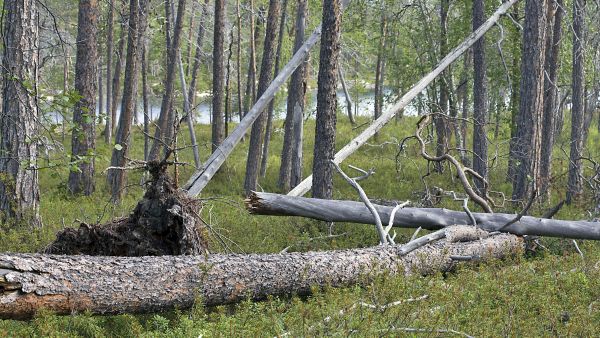 Lapissa suunnitellaan hiilimetsäkauppaa