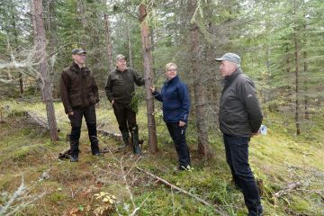 Metsä Groupin metsäjohtaja Juha Mäntylä (vas.) ja metsänhoitopäällikkö Teppo Oijala ovat vakuuttuneita männyn ja kuusen sekaviljelyn hyödyistä. Luonnonvarakeskuksen erikoistutkija Saija Huuskosen ja johtavan tutkijan Timo Saksan tutkimustulokset tukevat Metsä Groupin havaintoja. Viitasaarella 24-vuotiaan sekaviljellyn metsän puut ovat kehittyneet tasatahtia. Kuviolla on puustoa jo 115 kuutiota hehtaarilla. Myös ensiharvennuksessa tullaan suosimaan sekapuustoa.    (Kuvaaja: Sami Karppinen)