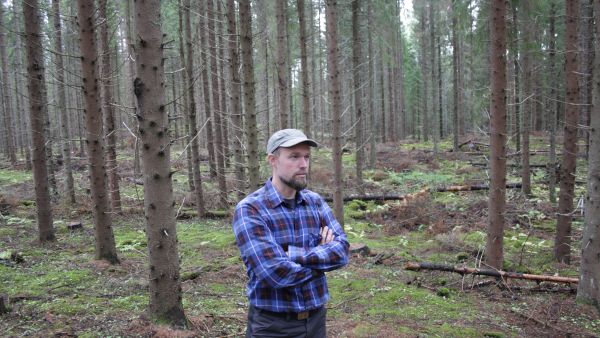 Sankkaa savitaipalelaiskuusikkoa väljennettiin vime talvena tukkipuita korjaamalla. Jussi Saarisen ja Yhteismetsä Tuohen menetelmänä metsässä on jatkuva kasvatus.
Tavoitteena on järeyttää mahdollisimman moni jäljelle jätetyistä rungoista kolmen tukin puiksi ja saada metsään aikaan uusia taimia.
