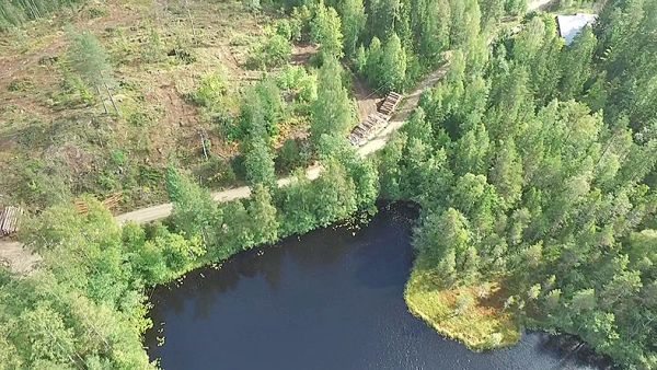 Päätehakkuukuusikko oli kesäkorjuukelpoinen ja sijaitsi kantavan autotien varrella. (Kuvaaja: Jaakko Temmes)