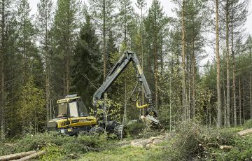 Sarvivaaran leimikolla päätahakkuun ensisijainen peruste on puuston huono laatu. Jatkokasvatus ei kartuttaisi puuston tukkiosuutta merkittävästi. (Kuvaaja: Ari Komulainen)