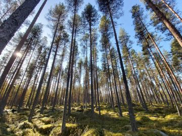 Hitaasti kasvanut laatumännikkö Pohjois-Pirkanmaan myyntikohteella. Kuva: Hannu Liljeroos