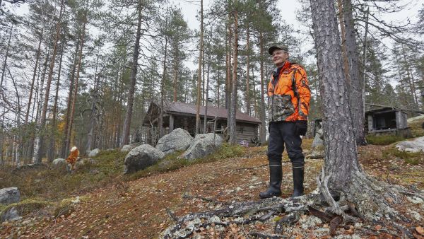 Hannu Rautasalon metsätilan tukikohtana toimii Röllinmökki Kivijärven Hiitolan kylällä. Mökkipihan jykevästä petäjästä Rautasalo on kerran ampunut metsonkin suomenpystykorvan haukkuun. (Kuvaaja: Sami Karppinen)