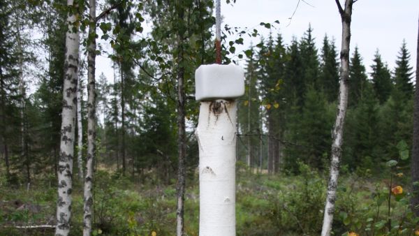 nuolukivi