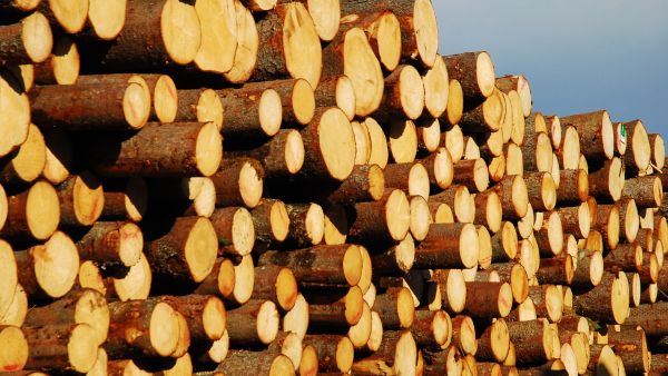Vanhalla Kainuu-Pohjanmaan hinta-alueella hintaerot olivat useita euroja, alueen länsilaidalla etenkin tukin ja pikkutukin hinnat olivat korkeammat. (Kuva: Mikko Häyrynen)