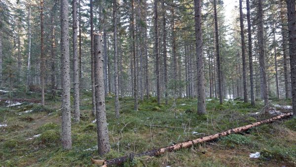 Lunta oli niukalti ja lämpötila muutaman asteen plussalla savolaisessa metsässä tammikuun lopulla. (Kuvaaja: Sami Karppinen)