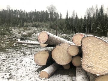 Kuusitukkileimikon hyvän tien varresta voi nyt saada Etelä- ja Keski-Suomessa kaupaksi kelpo hintaan ja nopeaan korjuuseen. Nämä järeät kuuset korjattiin Ruokolahdelta. Myös hakkuutähteiden hinnassa voi olla neuvotteluvaraa. (Kuvaaja: Heta Välimäki)