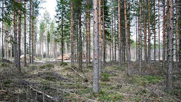 Valmiiden ajourien ansiosta harvennetut männiköt sopivat hyvin lannoitteiden maalevitykseen.  