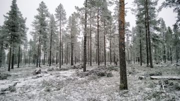 väljennyshakkuu Lapissa