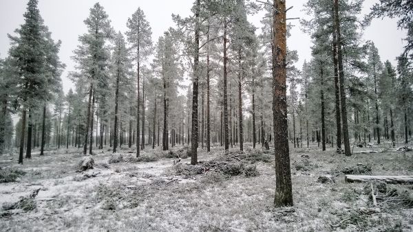 väljennyshakkuu Lapissa