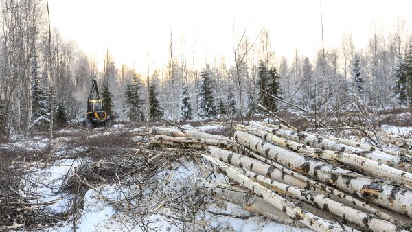 Parasta pinossa. Varttuneen hieskoivikon päätehakkuun kanssa ei kannata liikoja jahkailla, sillä tukkipuuta ei ole yleensä luvassa tulevaisuudessakaan. (Kuvaaja: Sami Karppinen)