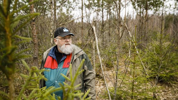 Pertti Pajusella on metsäammattilaisena yli 30 vuoden kokemus Suomusjärven alueen metsistä. Hän on jo moneen otteeseen ehtinyt turhautua hirvien vaikutuksiin puustossa, sillä hirvikannan säätelystä ei tunnuta saavan aikaiseksi järkevää ja tasapuolista keskustelua. (Kuvaaja: Seppo Samuli)