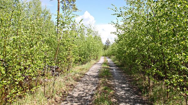 Tieosakkaiden järjestäytymättömyys alkaa yleensä näkyä pusikoitumisena.  