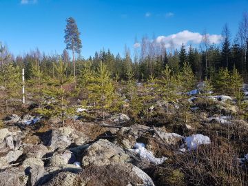 Vuonna 2010 kaivurilla laikutettu ja käsin jalostetulla siemenellä kylvetty männikkö on lähtenyt hyvin kasvuun. (Kuvaaja: Sami Karppinen)