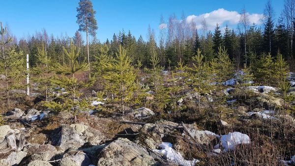 Vuonna 2010 kaivurilla laikutettu ja käsin jalostetulla siemenellä kylvetty männikkö on lähtenyt hyvin kasvuun. (Kuvaaja: Sami Karppinen)