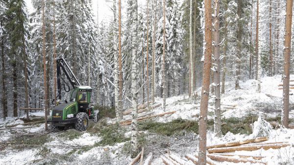 Moni talvikorjuuleimikko on jäänyt tänä talvena Etelä-Suomessa korjaamatta.  (Kuvaaja: Sami Karppinen)