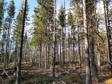 Pirkanmaalla myydään tilaa, jossa on sovellettu jatkuvaa kasvatusta  päätehakkuuikäiseen metsään. Kuva: Hannu Liljeroos