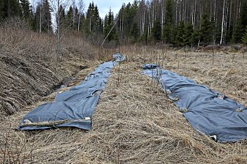 Kuloheinän päälle levitetty katekangas tulevaa viljelyä varten.  