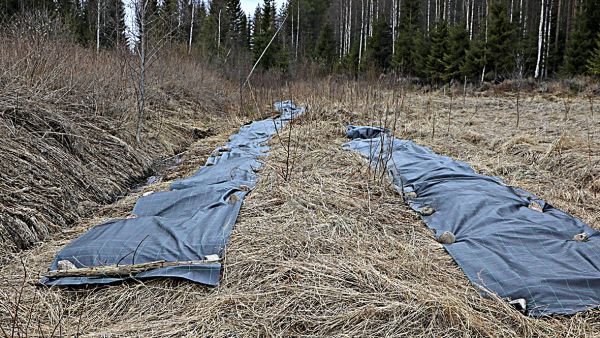 Kuloheinän päälle levitetty katekangas tulevaa viljelyä varten.  
