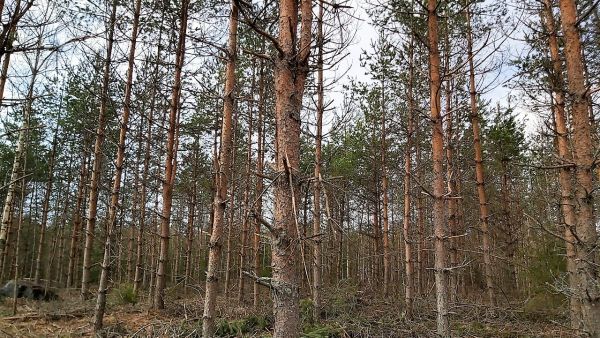 Puuston laadun voi todeta vain maastoarvioinnissa. Tällä kuviolla piti olla tukkia 20 kuutiota hehtaarilla, mutta todellisuus oli toisennäköinen. Kuva: Hannu Liljeroos