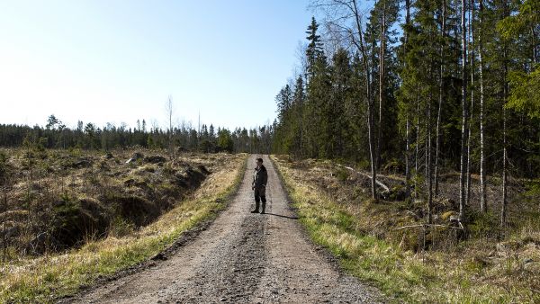 Monelle metsänomistajalle syy kokeilla jatkuvaa kasvatusta on halu välttää avohakkuumaisemaa. Erilaisten hakkuutapojen kannattavuus riippuu metsänomistajan tavoitteista. (Kuvaaja: Marjaana Malkamaki)