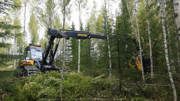 Puukauppaa käydään tällä hetkellä varsinkin harvennus- ja energiapuuleimikoista. (Kuvaaja: Sami Karppinen)