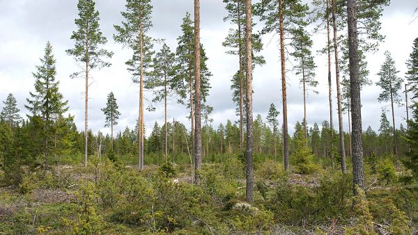 Männyn luontainen uudistaminen
