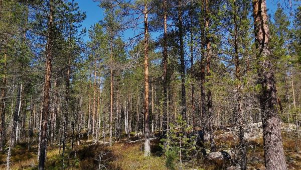 Satakunnan myyntikohteella erirakenteisen puuston kasvatus on onnistunut hyvin. Kuva: Hannu Liljeroos